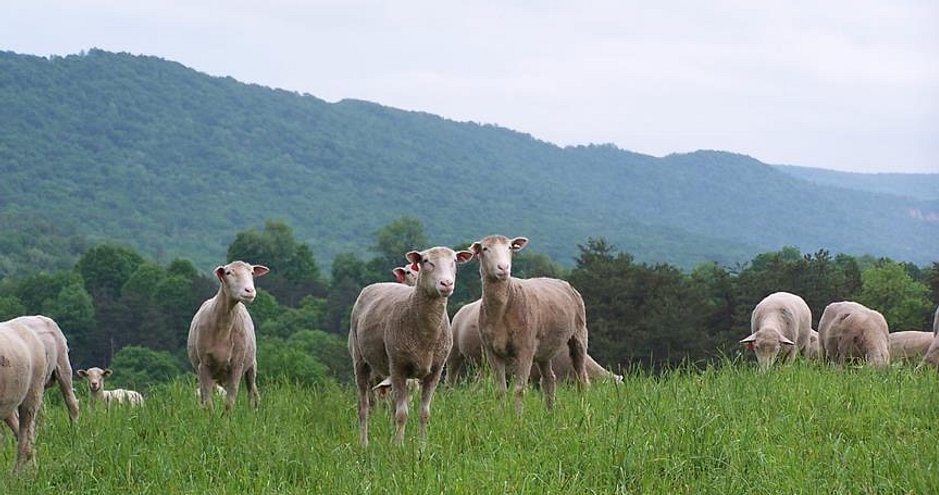 Sheep on Hilltop New Ranch (1)